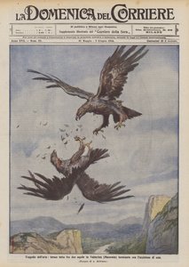 Tragédies aériennes, lutte féroce entre deux aigles dans la Valnerina (Macerata) se terminant par la mort de l