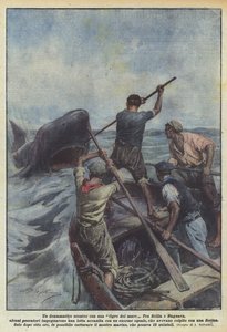 Un affrontement dramatique avec un requin