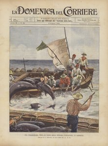 Une pêche extraordinaire de thon dans la tonnara d