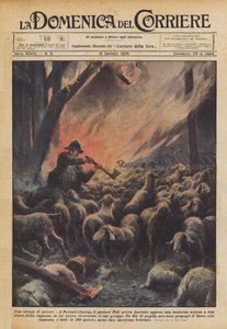 Un massacre de moutons