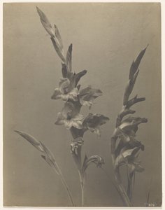 [Glaïeul]
