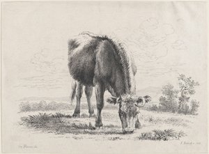 Vache broutant - Adam von Bartsch