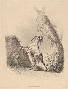 Chèvre dans un Paysage