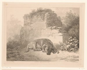 Chien endormi devant un mur (série Dieren naar schilderijen van Hollandse meesters, Différens animaux gravés d