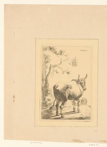 Taureau vu de dos - Adam von Bartsch