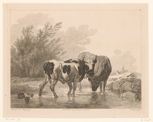 Deux vaches dans un ruisseau