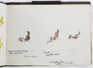 Carnet de croquis de dessins et notes, Amérique du Nord et du Sud (y compris le Mexique) - Adela Breton