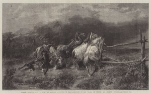 Chevaux s