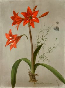Amaryllis et Gilia - Adolf Senff