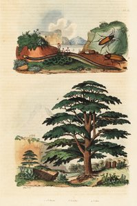 Cèdre du Liban, cécilie à deux lignes et coléoptères cliquetants (gravure)