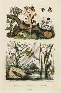 Chasseur, libellule et lichens.,1834-1839 (gravure) - Adolph (after) Fries