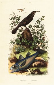 Babillard à couronne grise et poisson cardinal noir