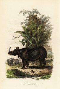 Rhinocéros indien, Rhinoceros unicornis, vulnérable