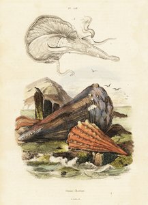 Coquilles de plume ou moules éventail (1834-1839) (gravure) - Adolph (after) Fries