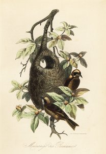Rémiz penduline et nid en sac