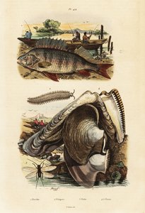 Perche, huître perlière, ver de velours et chrysopidé (1834-1839) (gravure) - Adolph (after) Fries