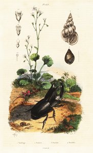 Coléoptère rhinocéros, escargot et saxifrage - Adolph (after) Fries