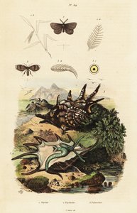 Conque araignée et mouches de drainage - Adolph (after) Fries