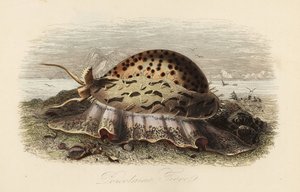 Porcelaine tigre, Cypraea tigris