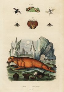 Morse et mouches (gravure) - Adolph (after) Fries
