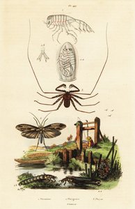 Araignée fouet et phrygane - Adolph (after) Fries
