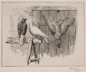 Les pigeons - Johan Adolph Kittendorff