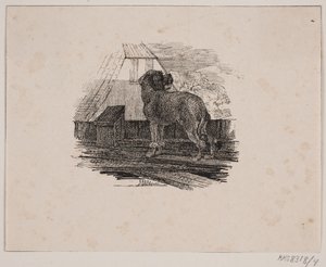 Le caniche - Johan Adolph Kittendorff