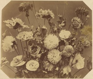 [Fleurs]