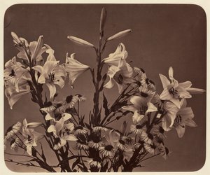 [Fleurs]