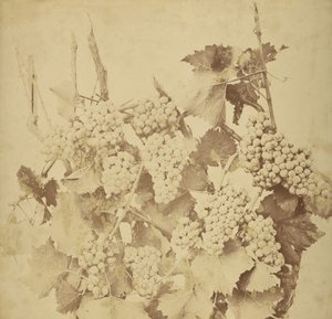 [Raisins] - Adolphe Braun