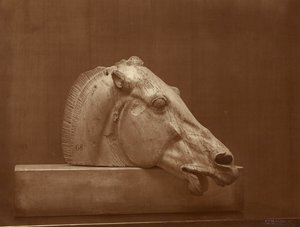 [Tête de cheval provenant du fronton du Parthénon, British Museum] - Adolphe Braun