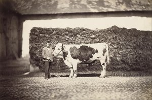 [Prix Bull] - Adolphe Braun