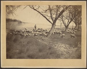 [Le berger et son troupeau de moutons] - Adolphe Braun