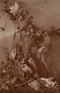 [Still Life : Dead Game] - Adolphe Braun