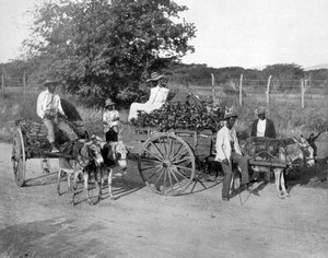 Chariots en bois, Jamaïque - Adolphe Duperly and Son