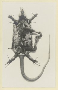 Lézard vert ouvert avec les organes visibles - Adolphe Louis Donnadieu
