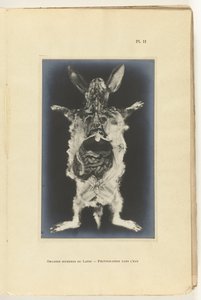 Lapin ouvert avec organes visibles - Adolphe Louis Donnadieu