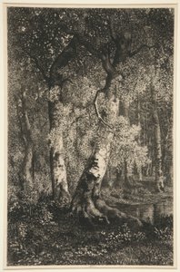 Les hêtres