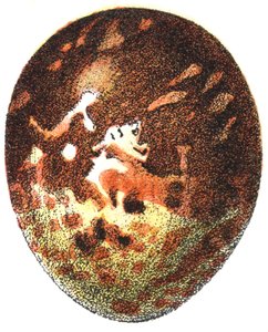 Œuf de bondrée apivore (Pernis apivorus), 1923 - Adolphe Philippe Millot