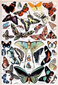 Illustration de papillons et de mites vers 1923 - Adolphe Philippe Millot