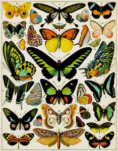 Illustration de papillons et de mites vers 1923 - Adolphe Philippe Millot