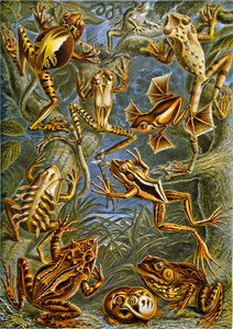Illustration de grenouilles et de crapauds vers 1909 - Adolphe Philippe Millot