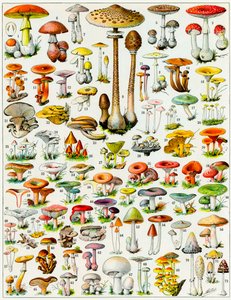 Illustration de champignons vers 1923