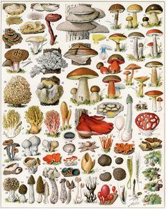 Illustration de champignons vers 1923