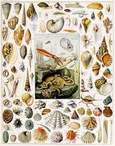 Illustration de coquillages vers 1923 - Adolphe Philippe Millot