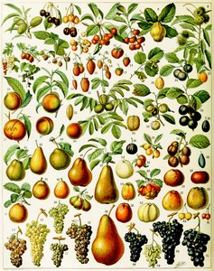 Illustration de fruits vers 1923