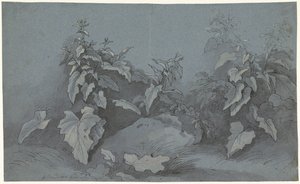 Étude de plantes - Adriaan Boudewyns