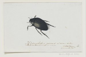 Coléoptère noir (Hydrophilus picens) - Adriaan van der Willigen