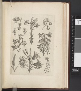 Illustration de plantes, 