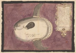 Poisson-lune (Mola mola)